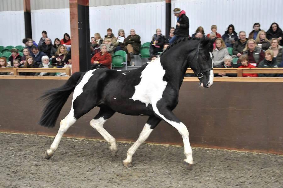 Hero is a 16.2hh Piebald Dutch Warmblood